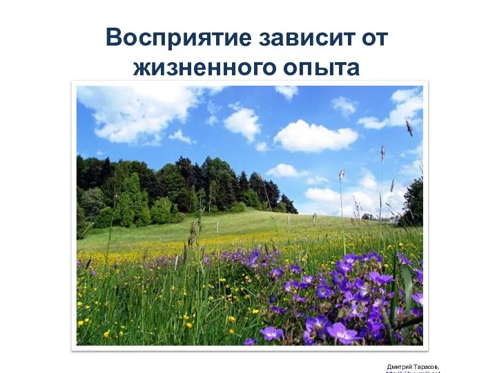 Восприятие зависит от жизненного опыта Дмитрий Тарасов, http://videouroki.net