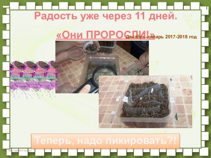 Радость уже через 11 дней. «Они ПРОРОСЛИ!» Теперь, надо пикировать?! Декабрь-январь 2017-2018 год