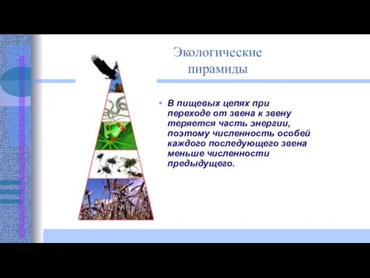 Экологические пирамиды В пищевых цепях при переходе от звена к звену теряется