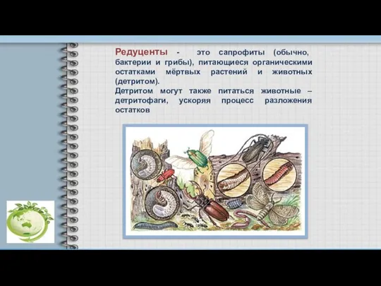 Редуценты - это сапрофиты (обычно, бактерии и грибы), питающиеся органическими остатками мёртвых