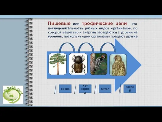 сосна жук короед дятел ястреб Пищевые или трофические цепи - это последовательность