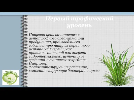 Первый трофический уровень Пищевая цепь начинается с автотрофного организма или продуцента, производящего