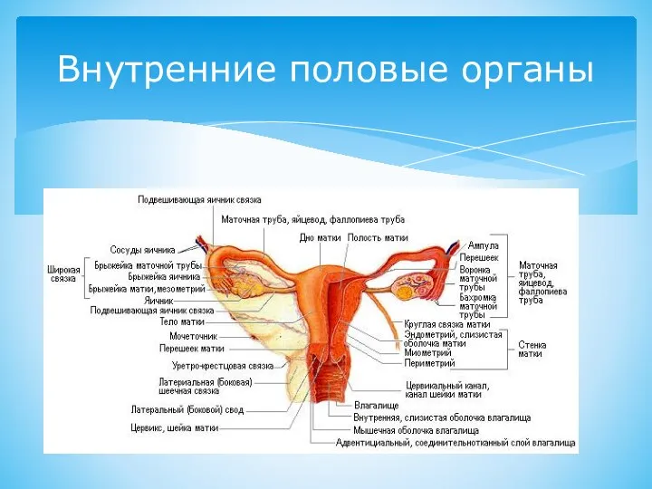 К ним относятся: влагалище, матка, маточные трубы и яичники. Внутренние половые органы