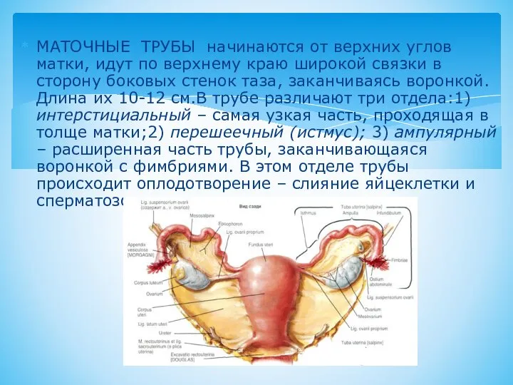 МАТОЧНЫЕ ТРУБЫ начинаются от верхних углов матки, идут по верхнему краю широкой