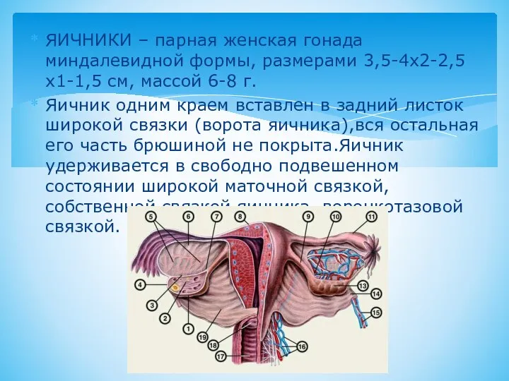 ЯИЧНИКИ – парная женская гонада миндалевидной формы, размерами 3,5-4х2-2,5х1-1,5 см, массой 6-8