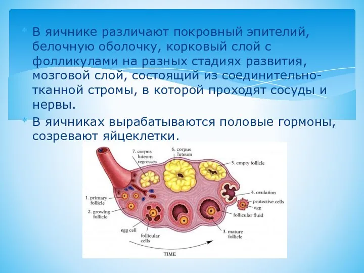 В яичнике различают покровный эпителий, белочную оболочку, корковый слой с фолликулами на