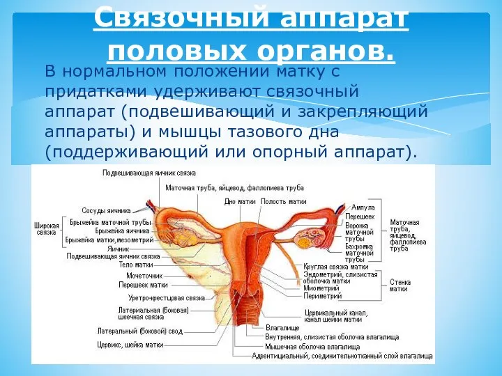 В нормальном положении матку с придатками удерживают связочный аппарат (подвешивающий и закрепляющий