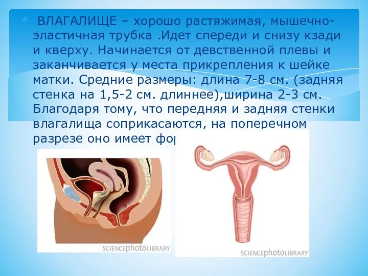 ВЛАГАЛИЩЕ – хорошо растяжимая, мышечно-эластичная трубка .Идет спереди и снизу кзади и