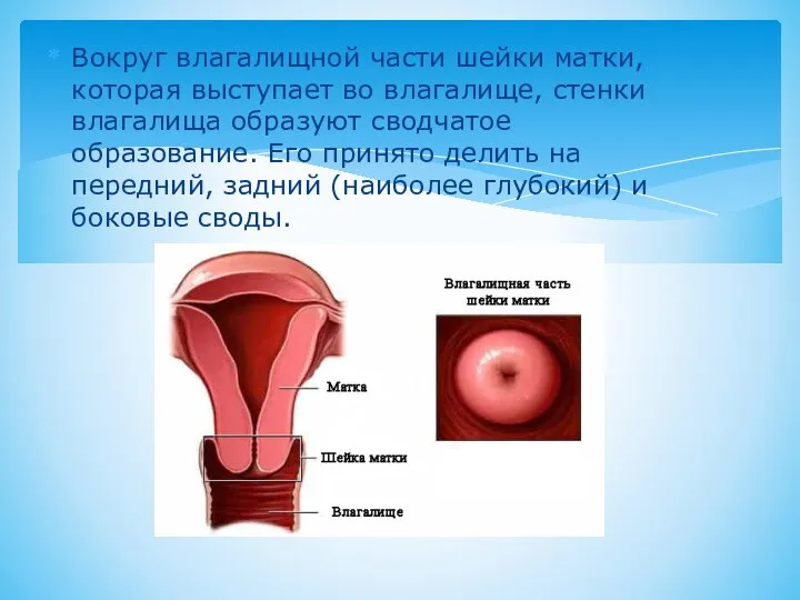 Вокруг влагалищной части шейки матки, которая выступает во влагалище, стенки влагалища образуют