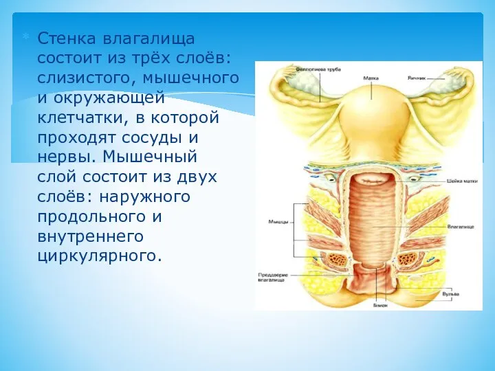 Стенка влагалища состоит из трёх слоёв: слизистого, мышечного и окружающей клетчатки, в