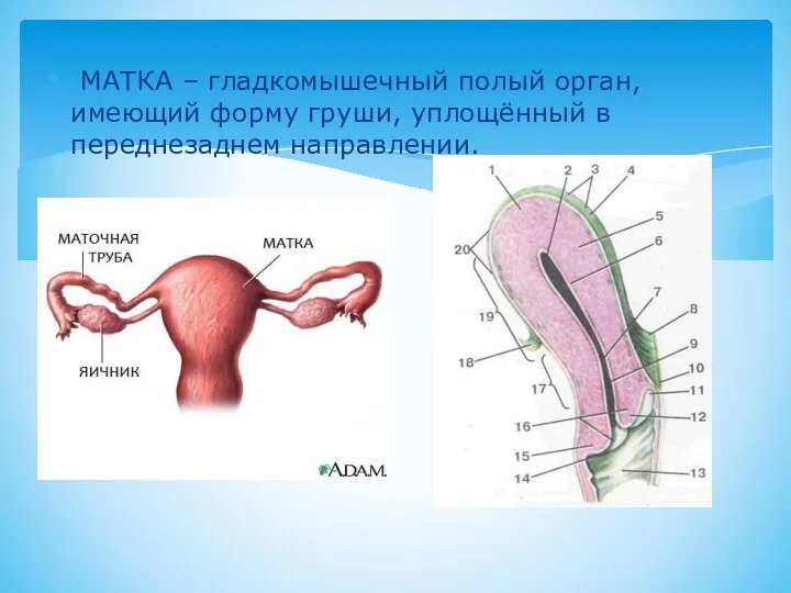 МАТКА – гладкомышечный полый орган, имеющий форму груши, уплощённый в переднезаднем направлении.