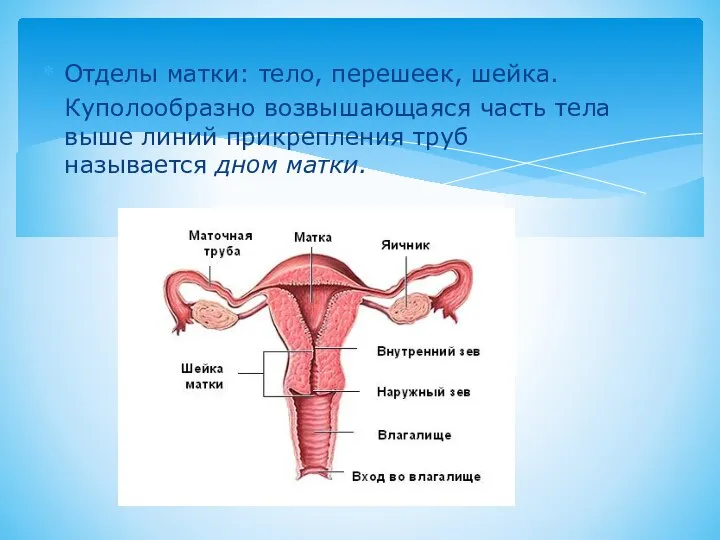 Отделы матки: тело, перешеек, шейка. Куполообразно возвышающаяся часть тела выше линий прикрепления труб называется дном матки.