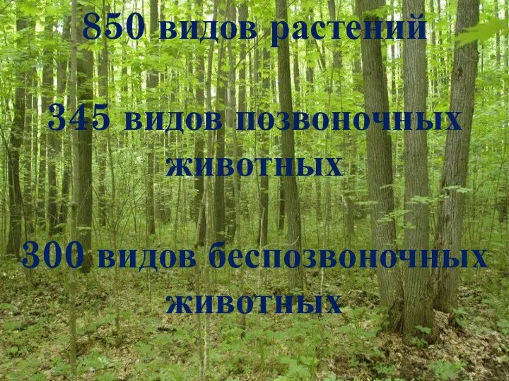 850 видов растений 345 видов позвоночных животных 300 видов беспозвоночных животных