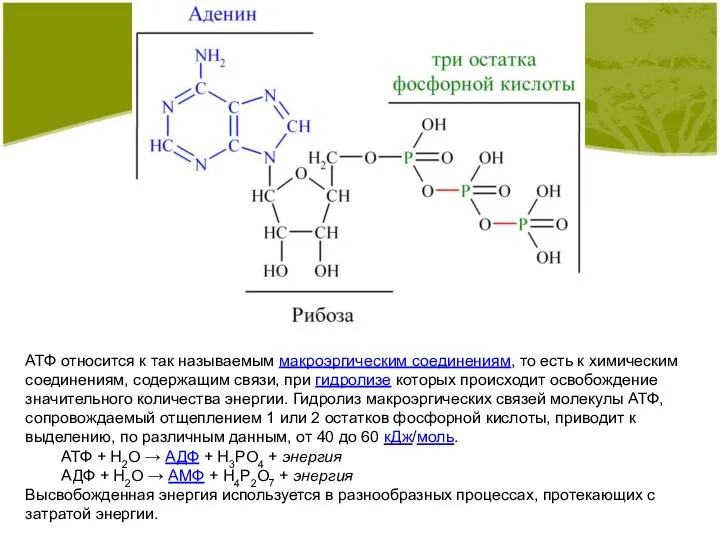 АТФ относится к так называемым макроэргическим соединениям, то есть к химическим соединениям,