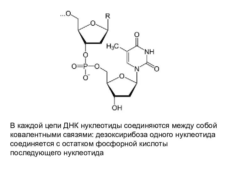 В каждой цепи ДНК нуклеотиды соединяются между собой ковалентными связями: дезоксирибоза одного