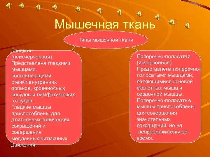 Мышечная ткань Типы мышечной ткани Гладкая (неисчерченная) Представлена гладкими мышцами, составляющими стенки