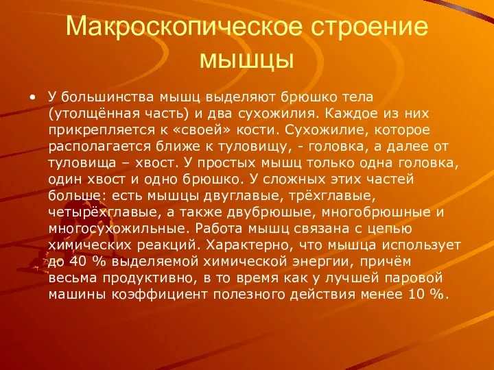 Макроскопическое строение мышцы У большинства мышц выделяют брюшко тела (утолщённая часть) и