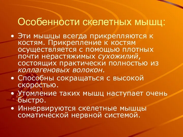 Особенности скелетных мышц: Эти мышцы всегда прикрепляются к костям. Прикрепление к костям