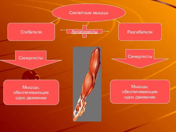 Скелетные мышцы Антагонисты Сгибатели Разгибатели Синергисты Синергисты Мышцы, обеспечивающие одно движение Мышцы, обеспечивающие одно движение