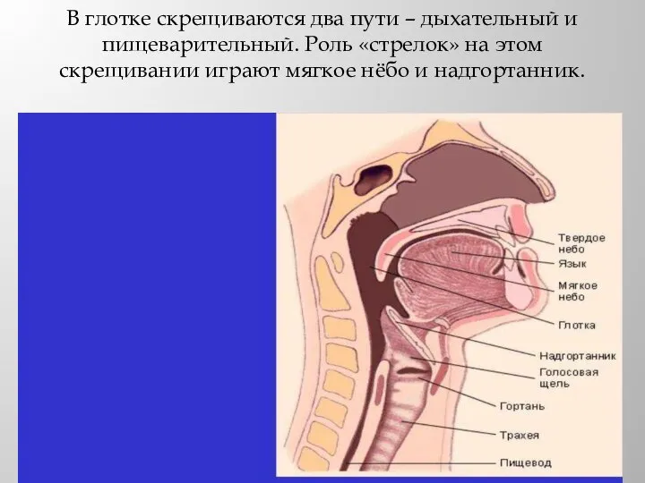 В глотке скрещиваются два пути – дыхательный и пищеварительный. Роль «стрелок» на