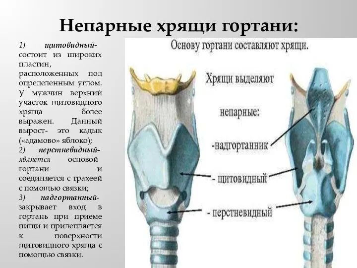 Непарные хрящи гортани: 1) щитовидный- состоит из широких пластин, расположенных под определенным