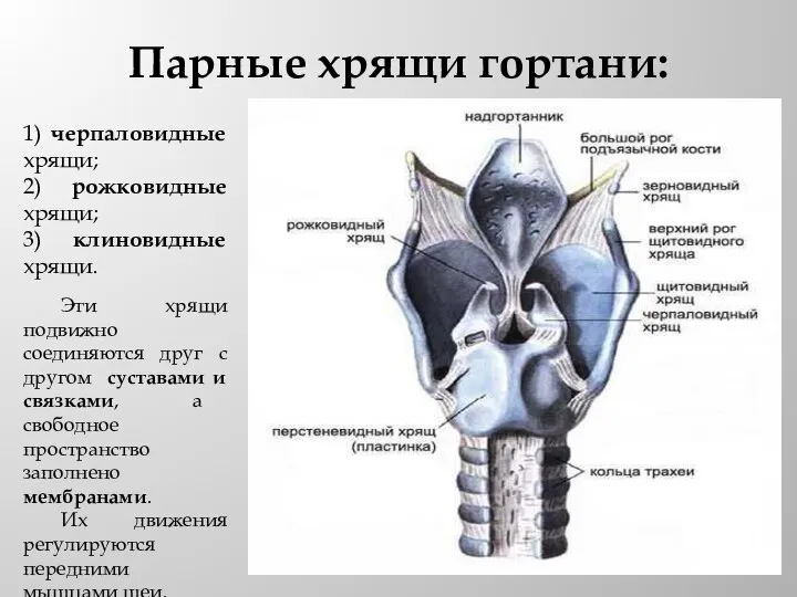 Парные хрящи гортани: 1) черпаловидные хрящи; 2) рожковидные хрящи; 3) клиновидные хрящи.