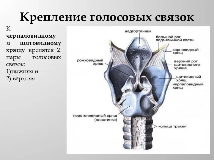 Крепление голосовых связок К черпаловидному и щитовидному хрящу крепятся 2 пары голосовых