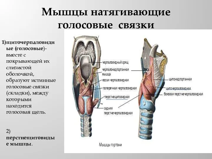 Мышцы натягивающие голосовые связки щиточерпаловидные (голосовые)- вместе с покрывающей их слизистой оболочкой,