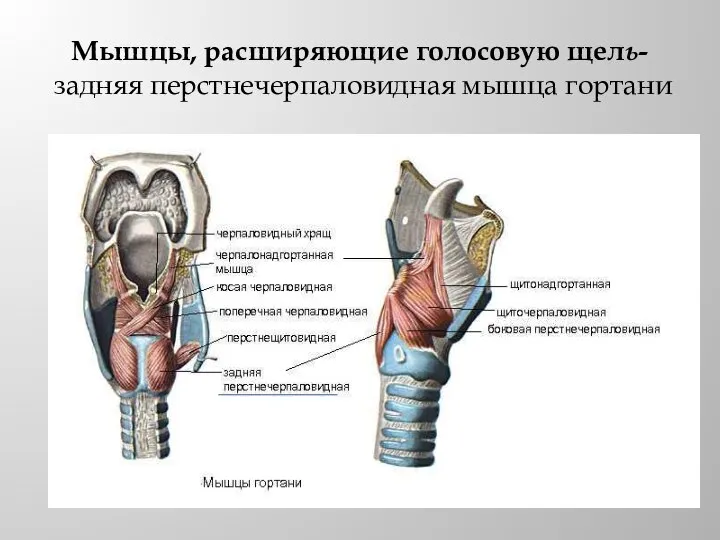 Мышцы, расширяющие голосовую щель- задняя перстнечерпаловидная мышца гортани