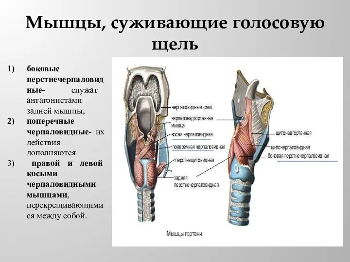 Мышцы, суживающие голосовую щель боковые перстнечерпаловидные- служат антагонистами задней мышцы, поперечные черпаловидные-