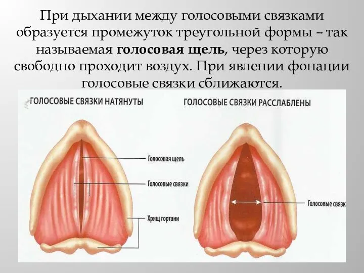 При дыхании между голосовыми связками образуется промежуток треугольной формы – так называемая