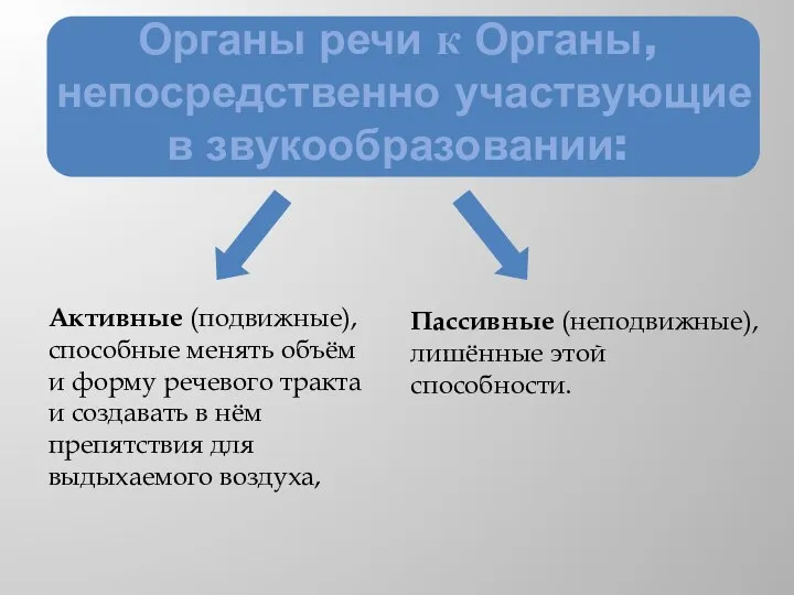 Органы речи к Органы, непосредственно участвующие в звукообразовании: Активные (подвижные), способные менять