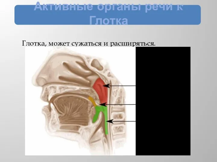 Активные органы речи к Глотка Глотка, может сужаться и расширяться.