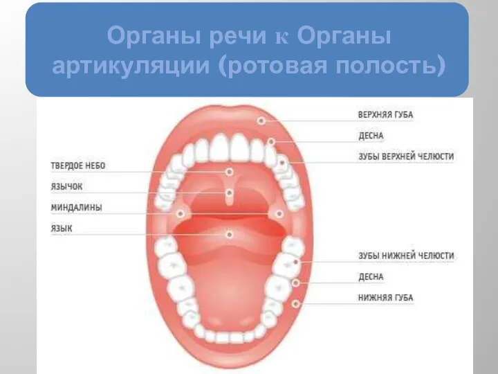 Органы речи к Органы артикуляции (ротовая полость)