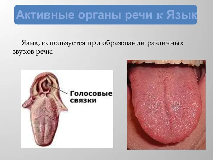 Активные органы речи к Язык Язык, используется при образовании различных звуков речи.