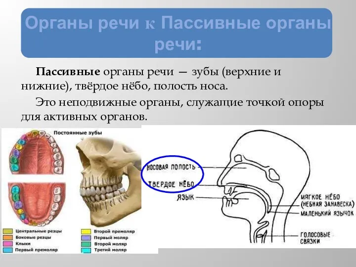 Органы речи к Пассивные органы речи: Пассивные органы речи — зубы (верхние