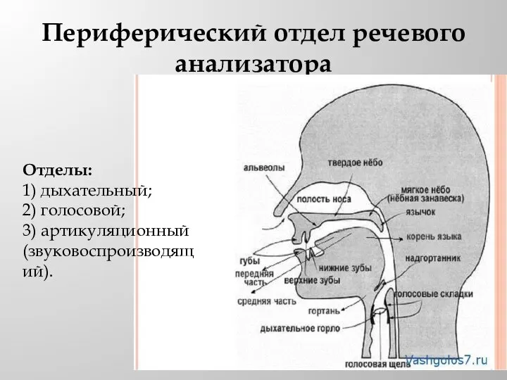 Периферический отдел речевого анализатора Отделы: 1) дыхательный; 2) голосовой; 3) артикуляционный (звуковоспроизводящий).