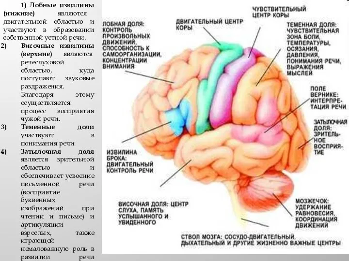 1) Лобные извилины (нижние) являются двигательной областью и участвуют в образовании собственной