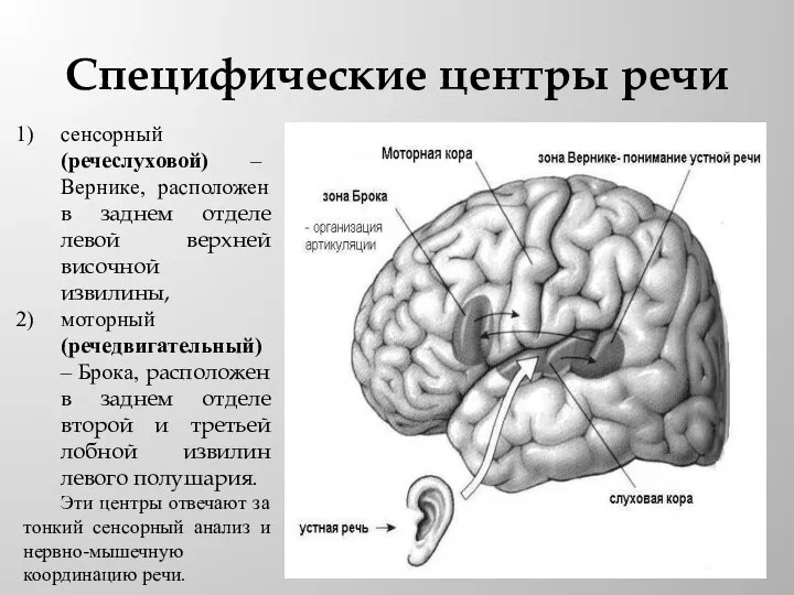 Специфические центры речи сенсорный (речеслуховой) – Вернике, расположен в заднем отделе левой