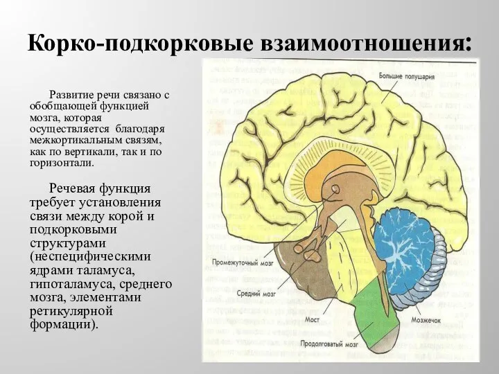 Корко-подкорковые взаимоотношения: Развитие речи связано с обобщающей функцией мозга, которая осуществляется благодаря