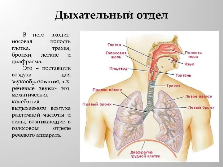 Дыхательный отдел В него входит: носовая полость глотка, трахея, бронхи, легкие и