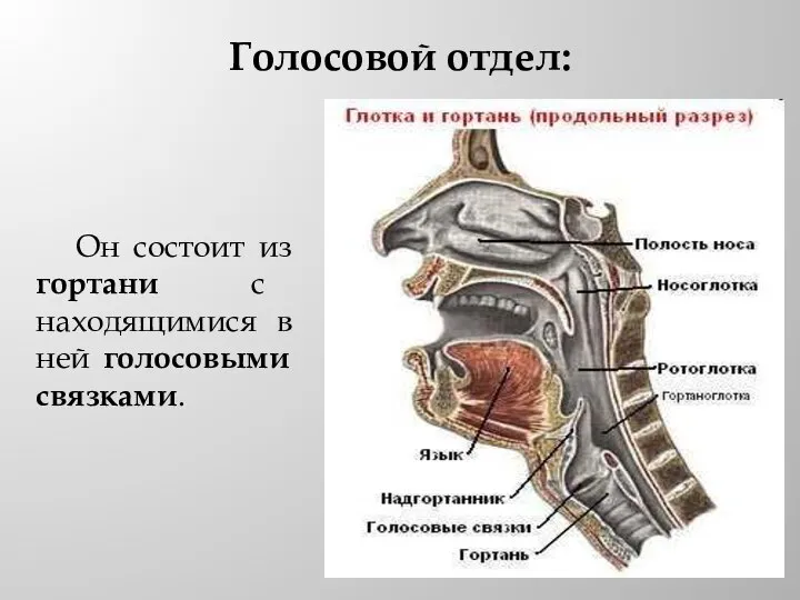 Голосовой отдел: Он состоит из гортани с находящимися в ней голосовыми связками.