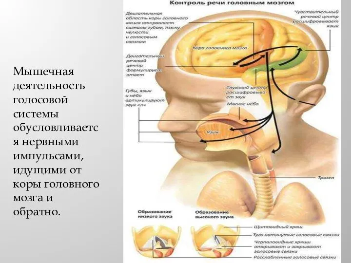 Мышечная деятельность голосовой системы обусловливается нервными импульсами, идущими от коры головного мозга и обратно.