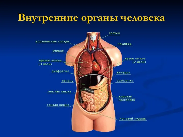 Внутренние органы человека