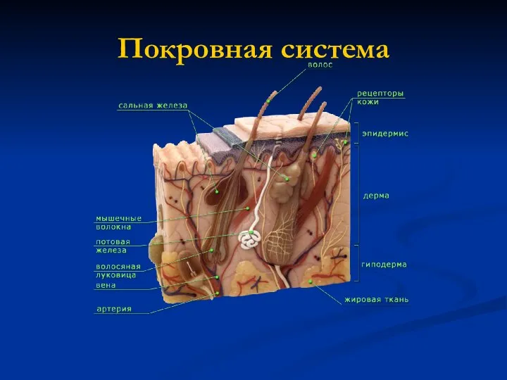 Покровная система