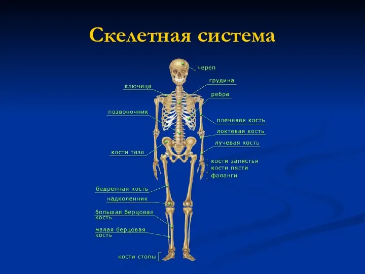 Скелетная система
