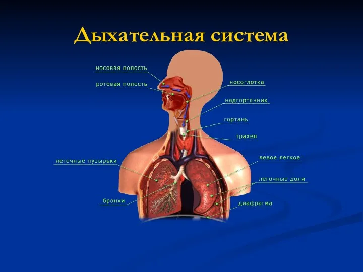 Дыхательная система