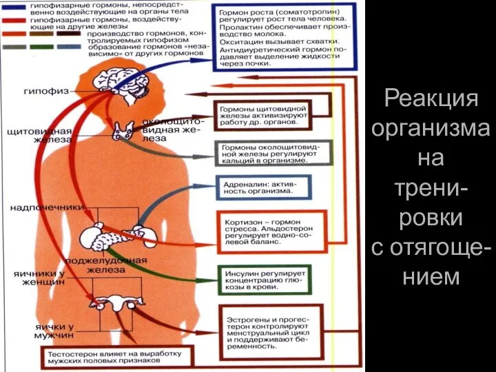 Реакция организма на трени-ровки с отягоще-нием