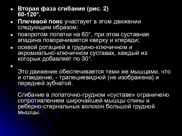 Вторая фаза сгибания (рис. 2) 60-120°. Плечевой пояс участвует в этом движении