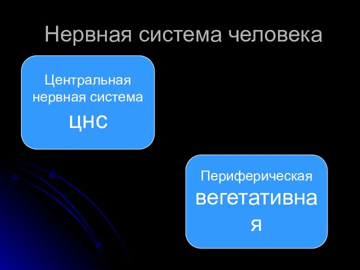 Нервная система человека Центральная нервная система цнс Периферическая вегетативная